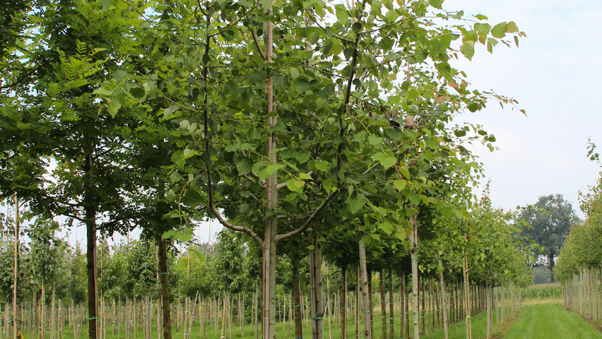 Populus tremula 'Tapiau' hochstämmig