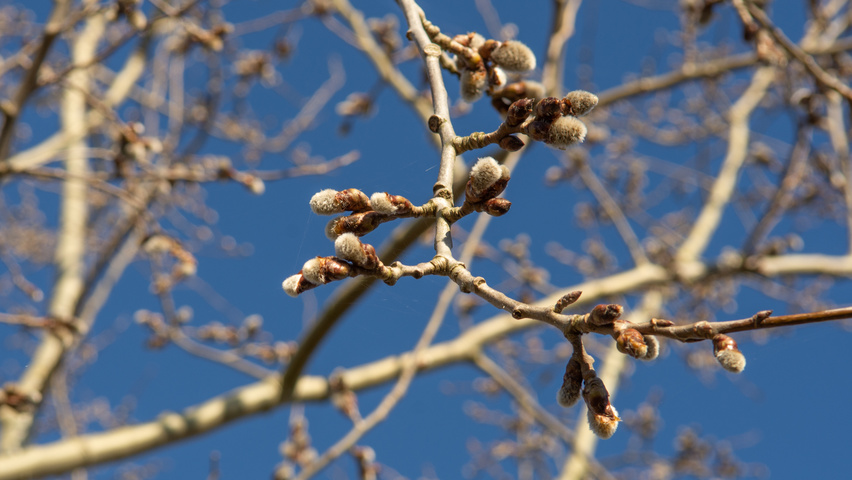 Populus tremula twigs