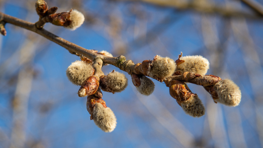 Populus tremula twigs