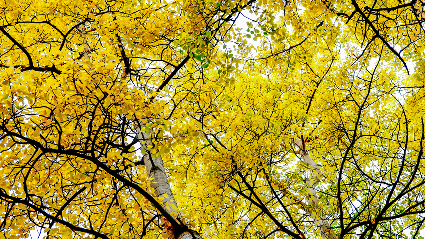 Populus tremuloides feuilles automnale