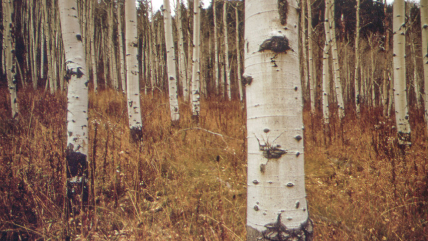 Populus tremuloides tronc