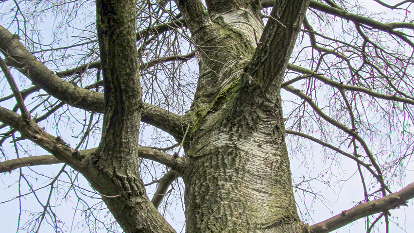 Populus tremuloides tronc