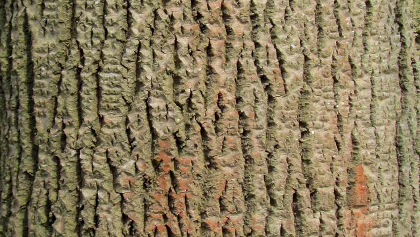 Populus tremuloides tronc