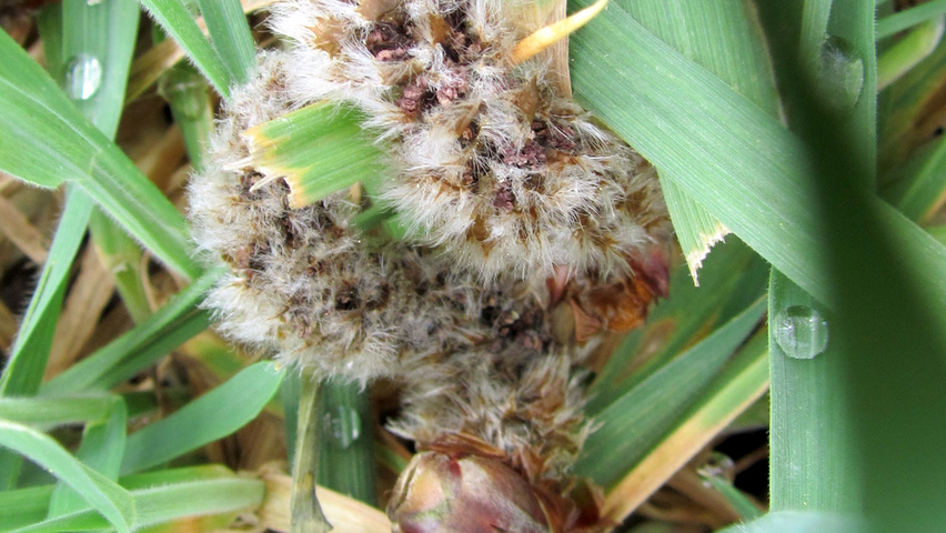 Populus tremuloides fleurs