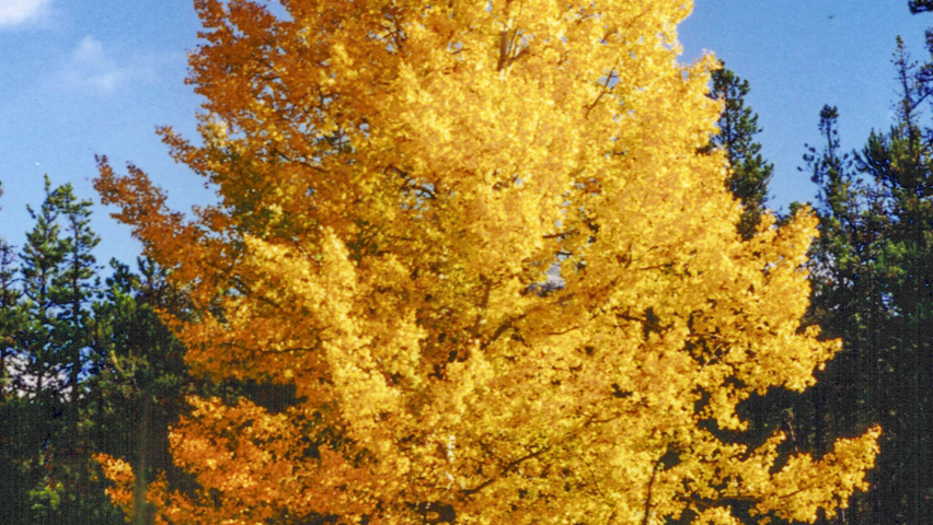 Populus tremuloides haute tige