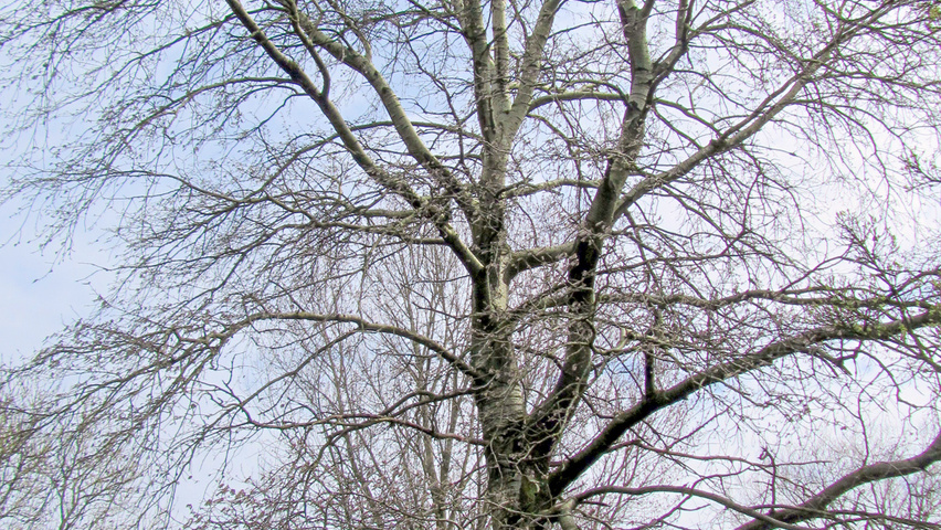 Populus tremuloides haute tige
