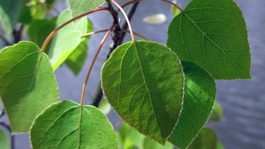 Populus tremuloides Feuilles