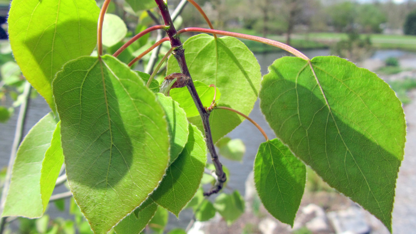 Populus tremuloides Feuilles