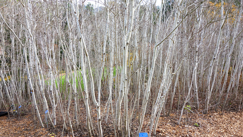 Populus tremuloides baliveau