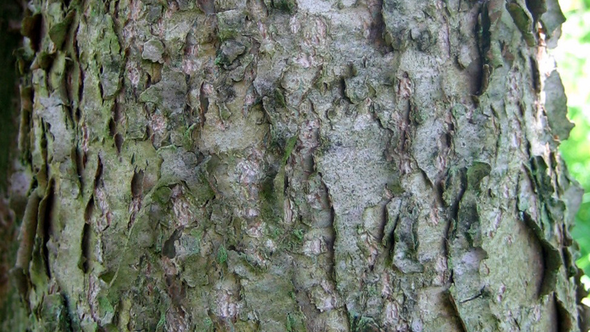 Populus trichocarpa Rinden