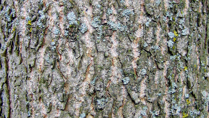 Populus trichocarpa Rinden