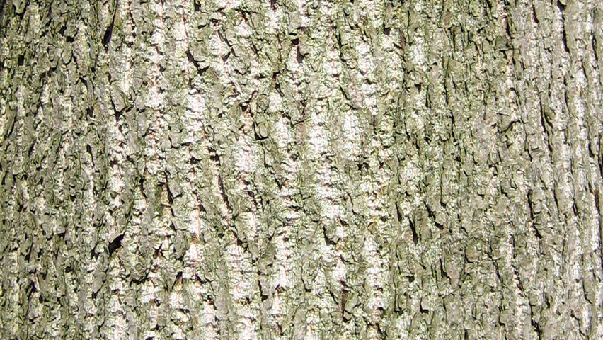 Populus trichocarpa 'Columbia River' kora