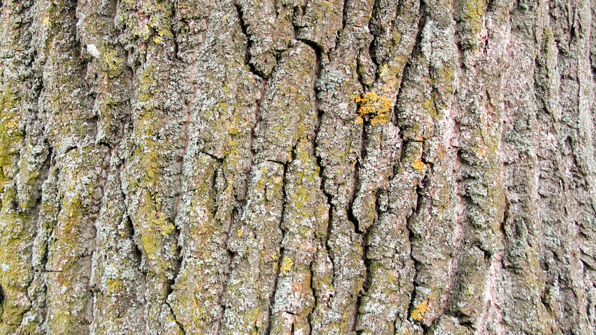 Populus trichocarpa 'Columbia River' kora