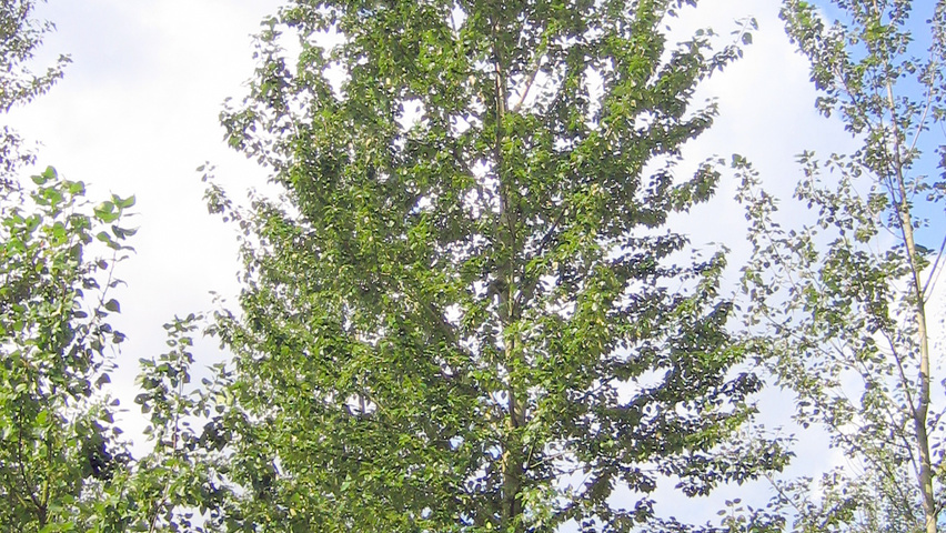 Populus trichocarpa 'Columbia River' pienne
