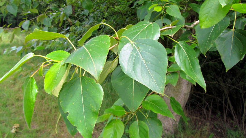 Populus trichocarpa 'Columbia River' liście