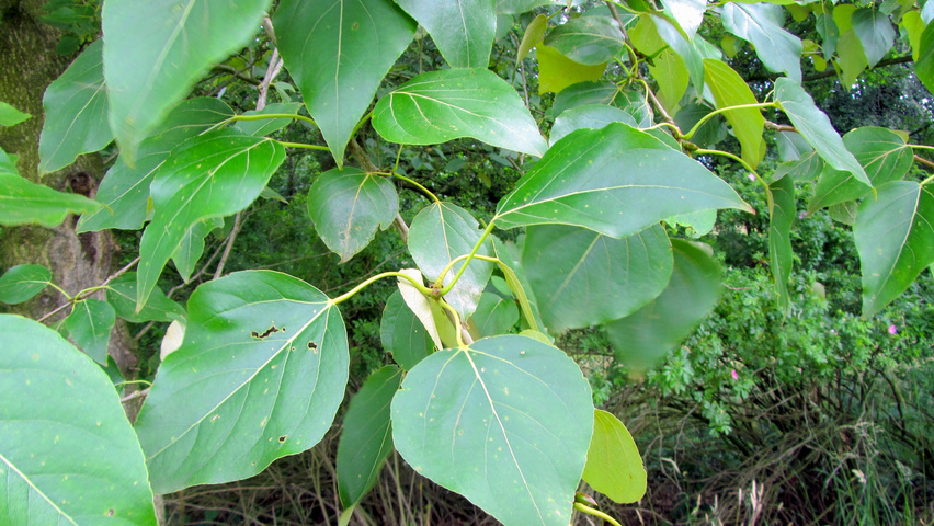 Populus trichocarpa 'Columbia River' liście
