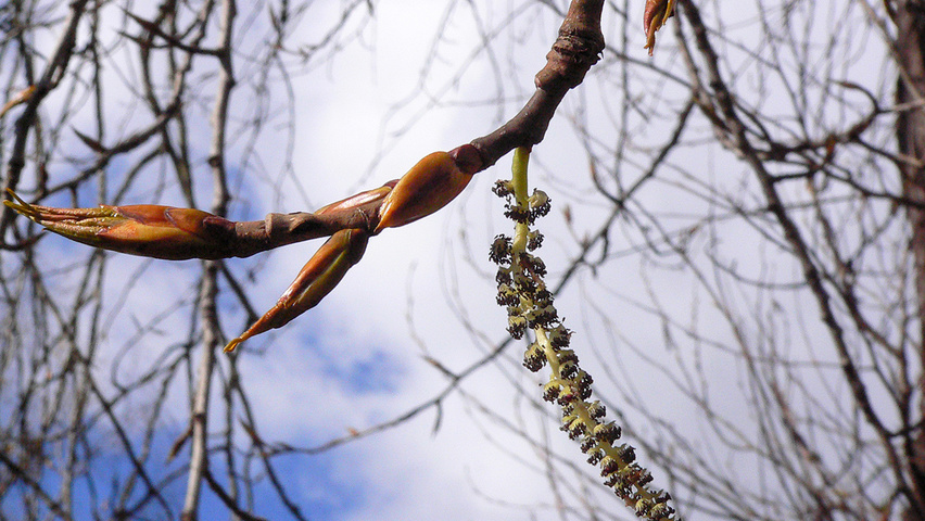 Populus trichocarpa Blumen