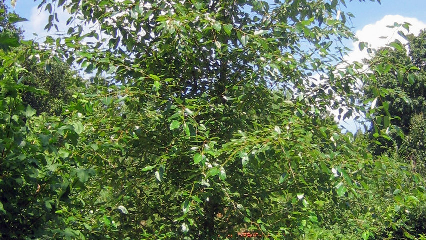Populus trichocarpa hochstämmig