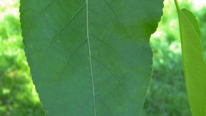 Populus trichocarpa Blatt