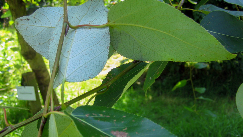 Populus trichocarpa Blatt