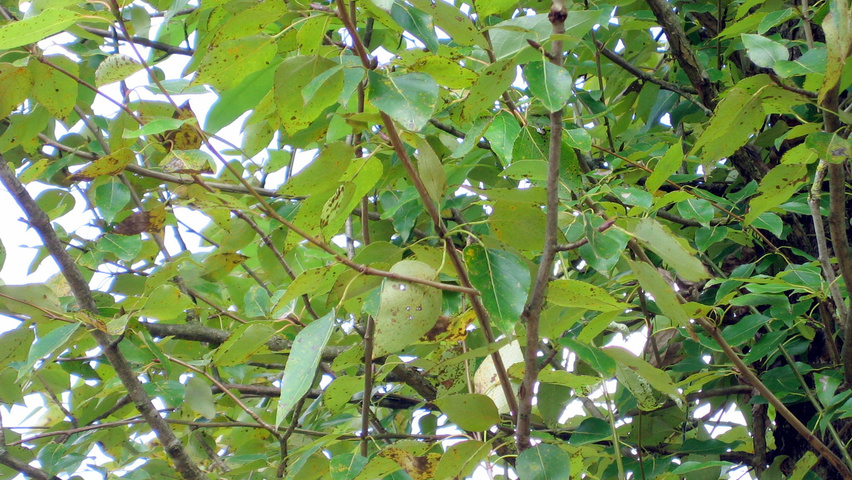 Populus trichocarpa Blatt