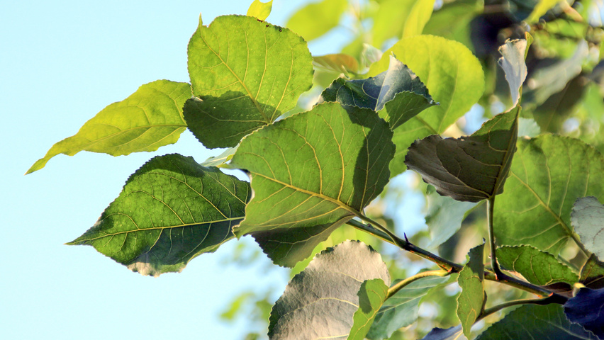 Populus trichocarpa Blatt