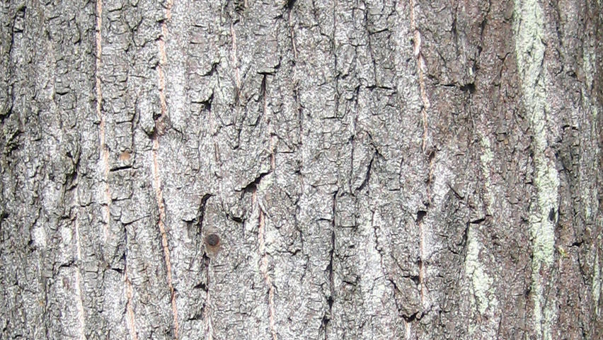 Populus x berolinensis bast