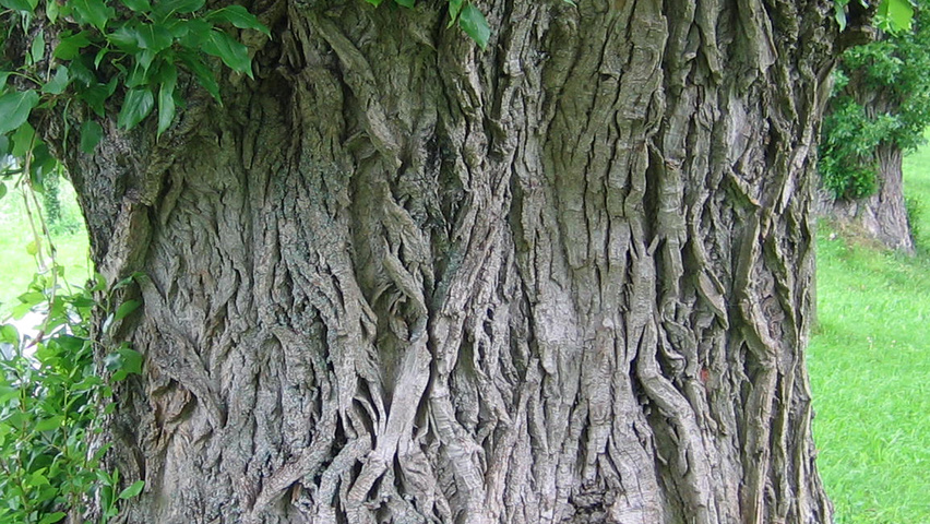 Populus x berolinensis bast
