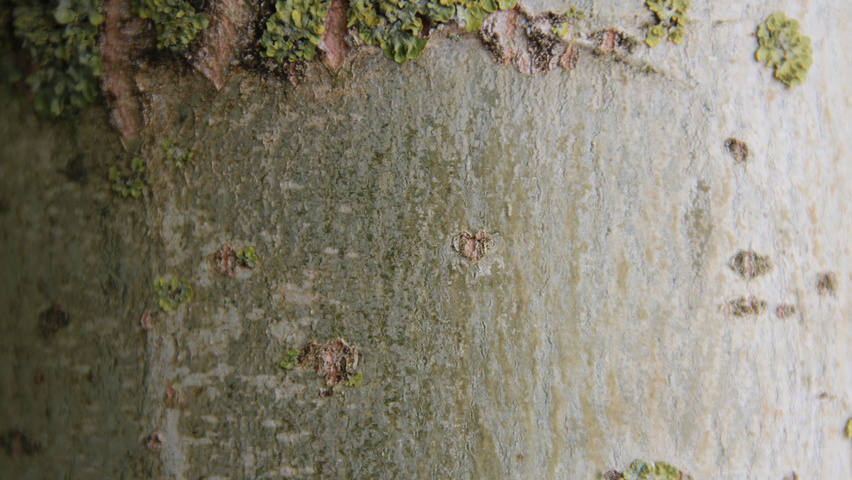 Populus x berolinensis bast