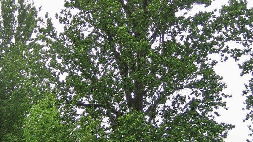 Populus x berolinensis hoogstam