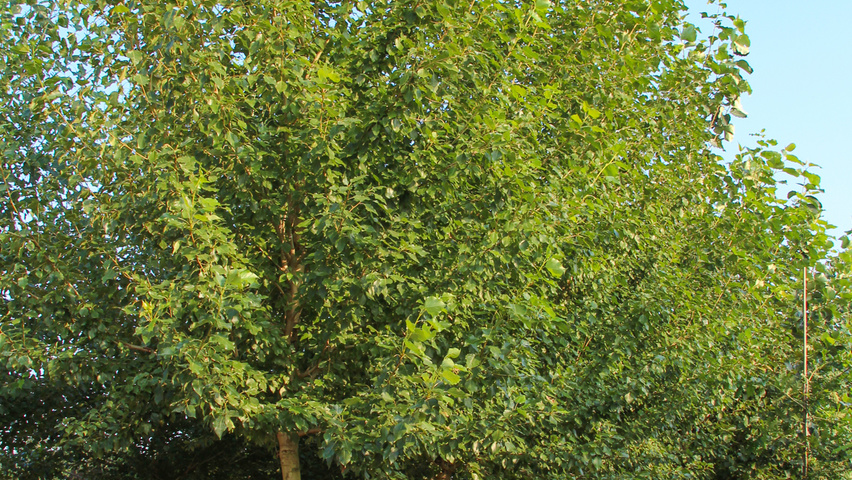 Populus x berolinensis hoogstam