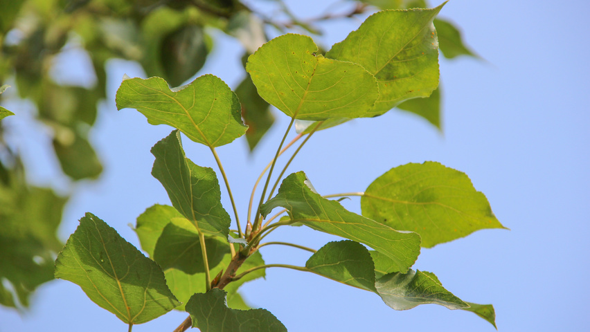 Populus x berolinensis blad