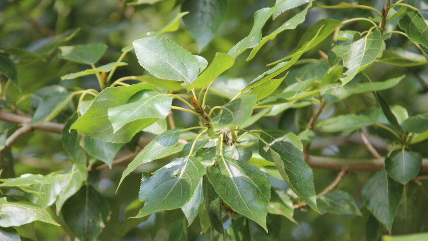Populus x berolinensis blad
