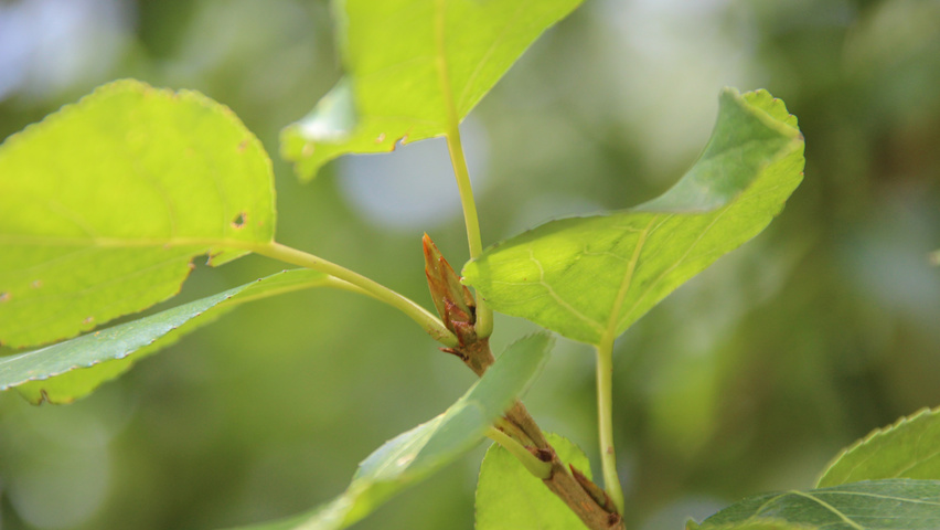 Populus x berolinensis twijgen