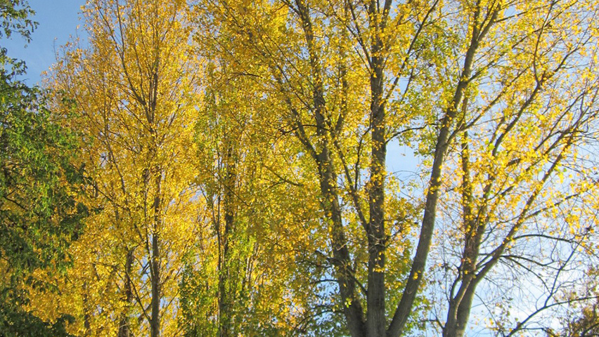 Populus x canadensis autumn leaves