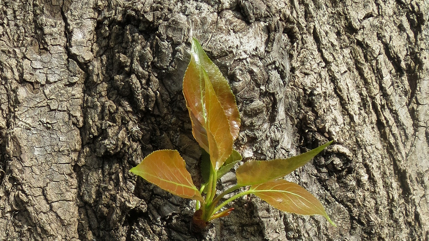 Populus x canadensis bark