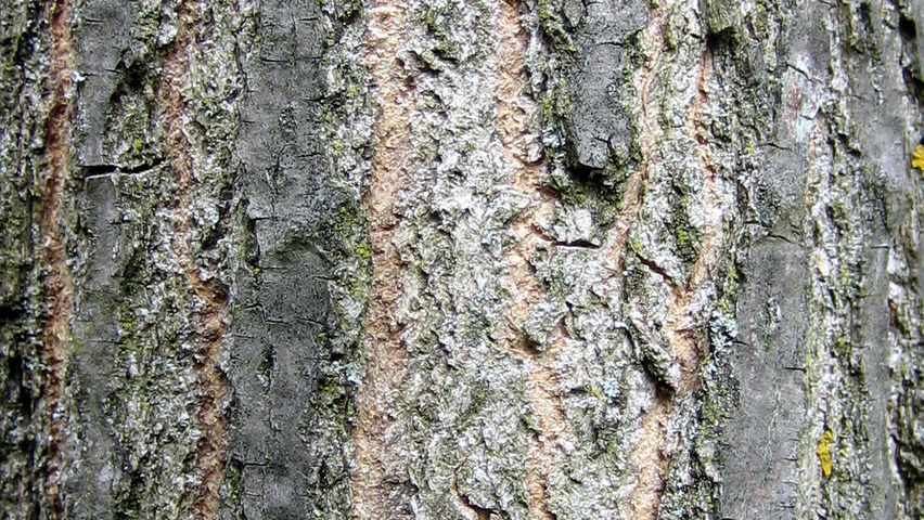 Populus x canadensis 'Ellert' кора