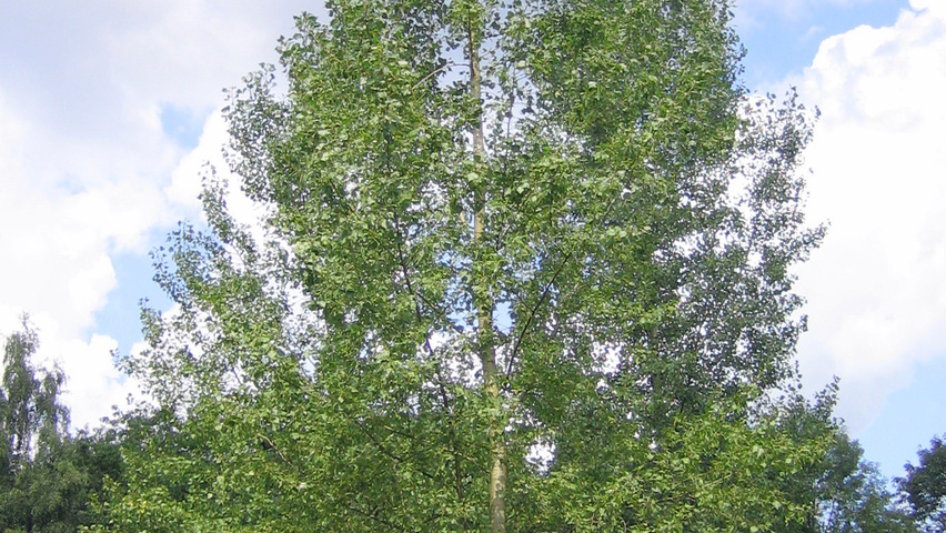 Populus x canadensis 'Ellert' Деревья с высоким стволом (стандарт)