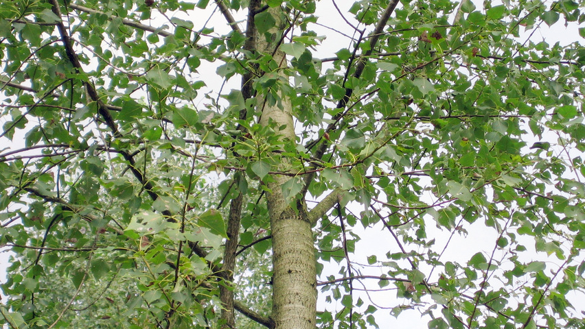 Populus x canadensis 'Ellert' листья