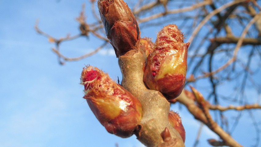 Populus x canadensis flowers