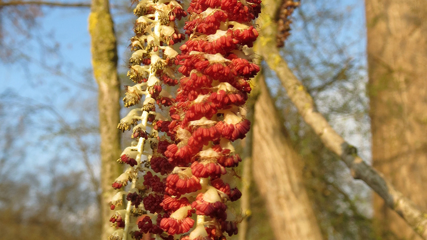Populus x canadensis flowers