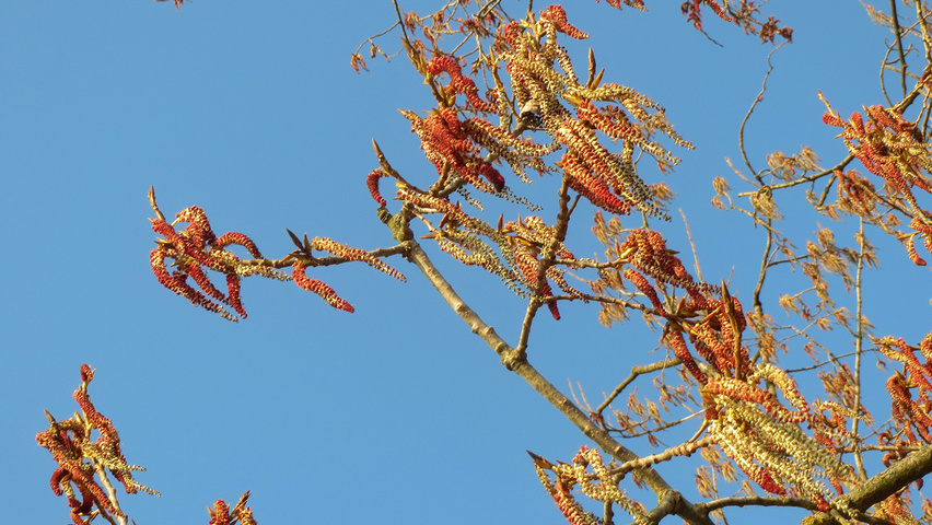 Populus x canadensis flowers