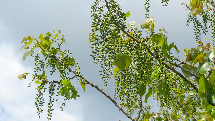 Populus x canadensis fruits