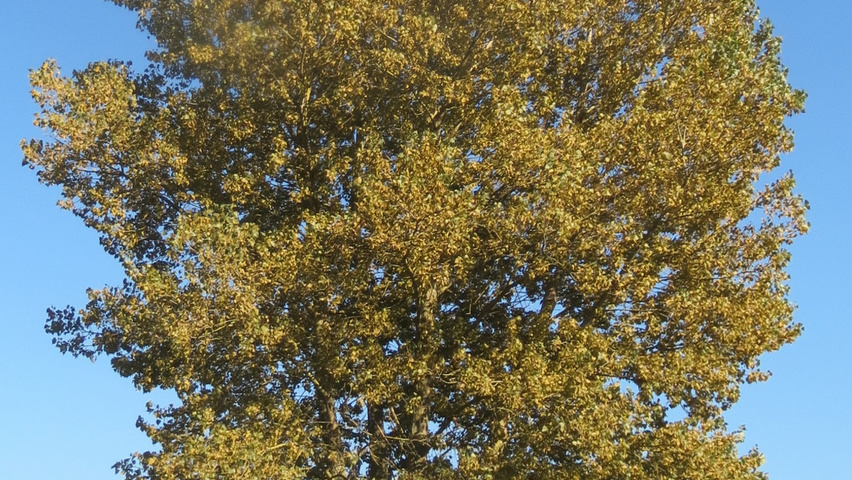Populus x canadensis standard tree