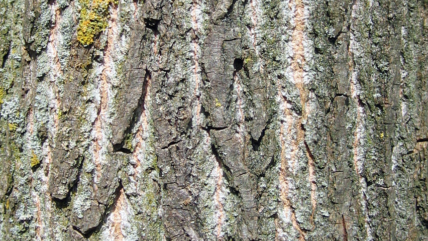 Populus x canadensis 'Koster' bast