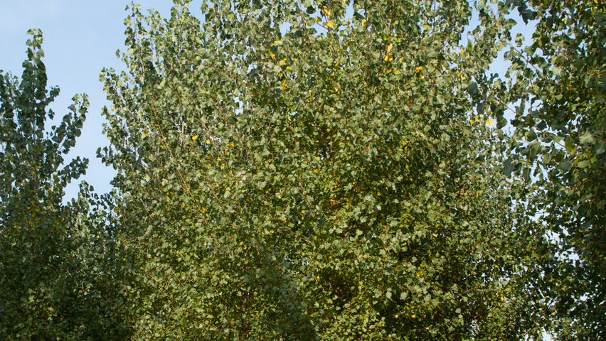 Populus x canadensis 'Koster' hoogstam