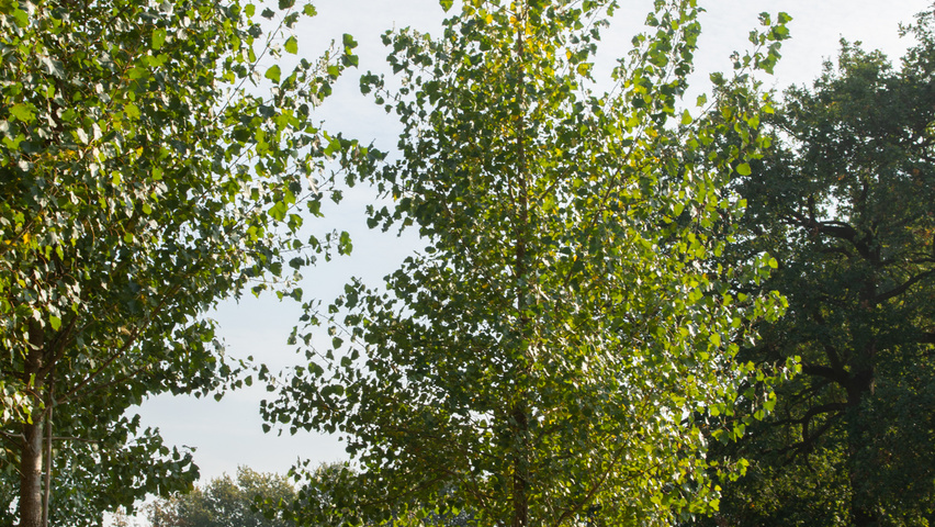 Populus x canadensis 'Koster' hoogstam