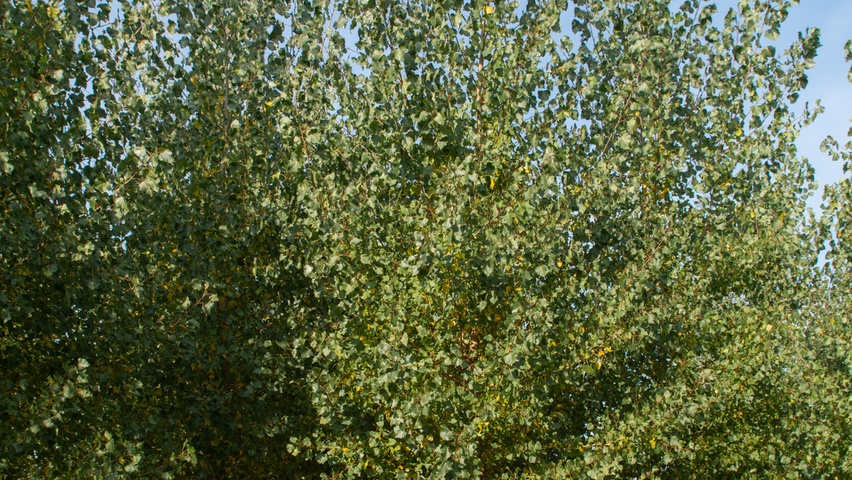 Populus x canadensis 'Koster' hoogstam