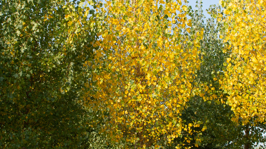 Populus x canadensis 'Koster' hoogstam