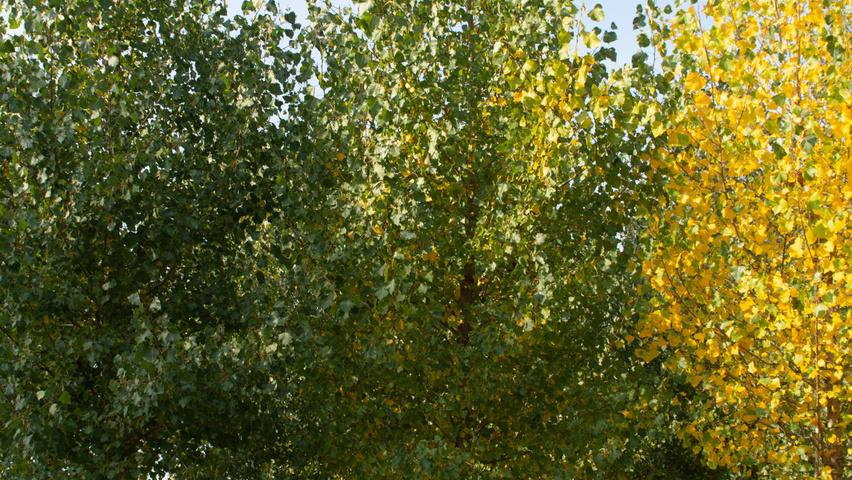 Populus x canadensis 'Koster' hoogstam